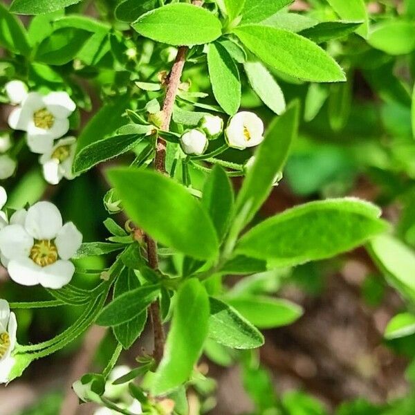 Spiraea hypericifolia Ліст