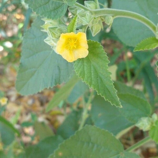 Sida cordifolia Квітка