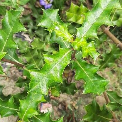 Acanthus ilicifolius পাতা