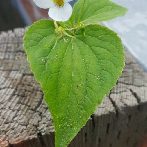 Viola canadensis Blad