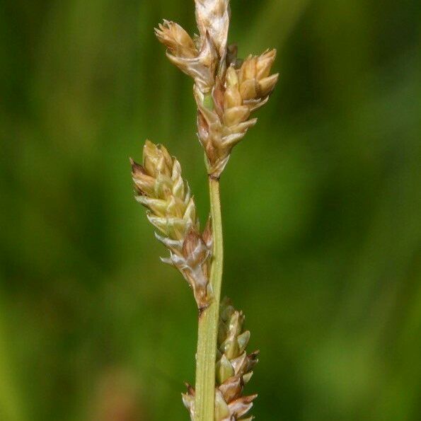 Carex canescens Fruit