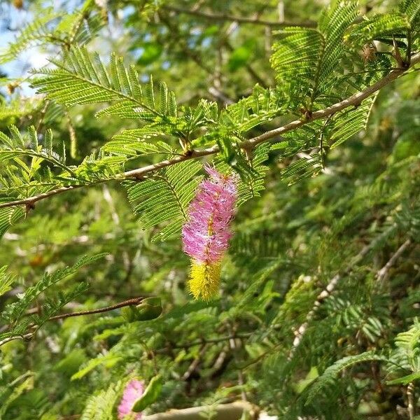 Dichrostachys cinerea Flor