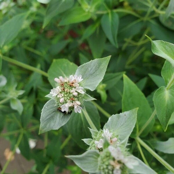 Pycnanthemum muticum Flower