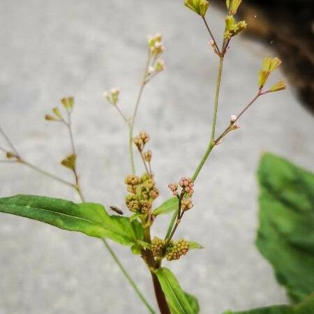 Boerhavia erecta Flower