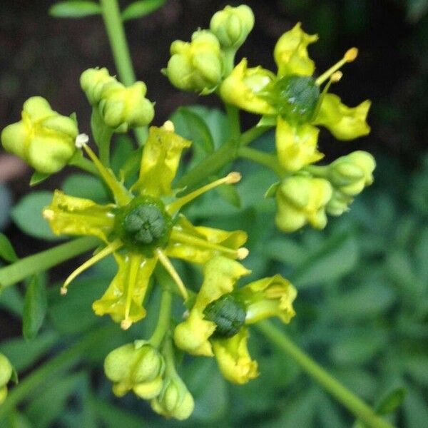 Ruta graveolens Flower