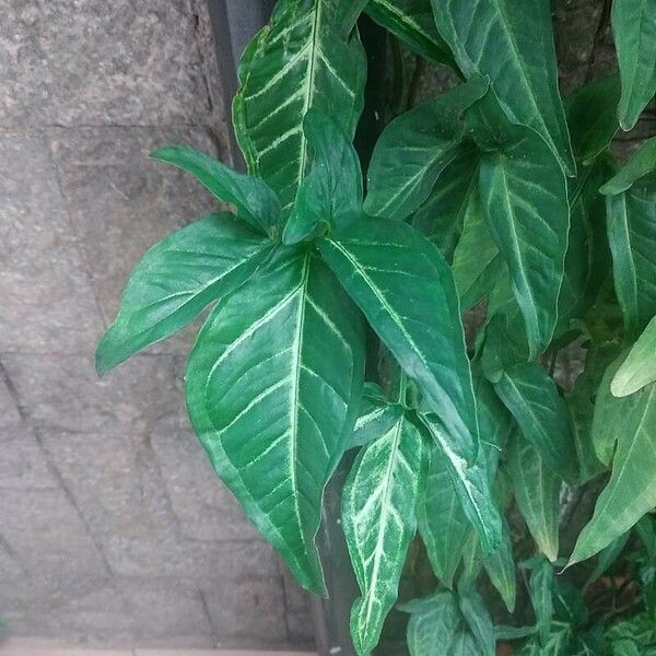 Syngonium angustatum Leaf