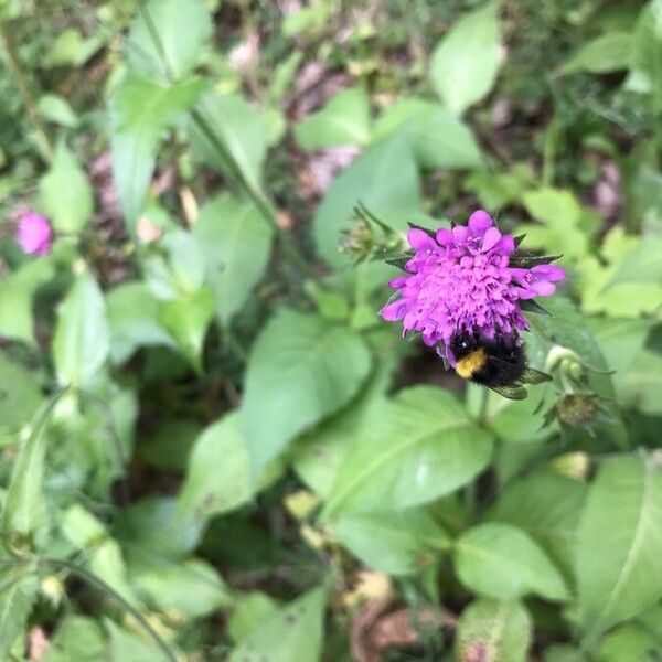 Knautia dipsacifolia Blüte