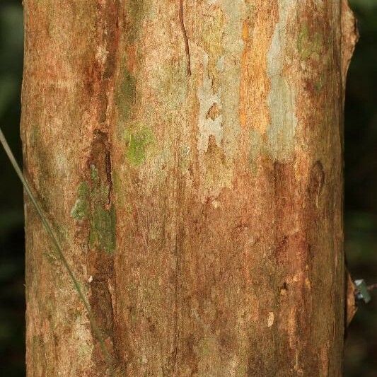 Posoqueria latifolia बार्क (छाल)