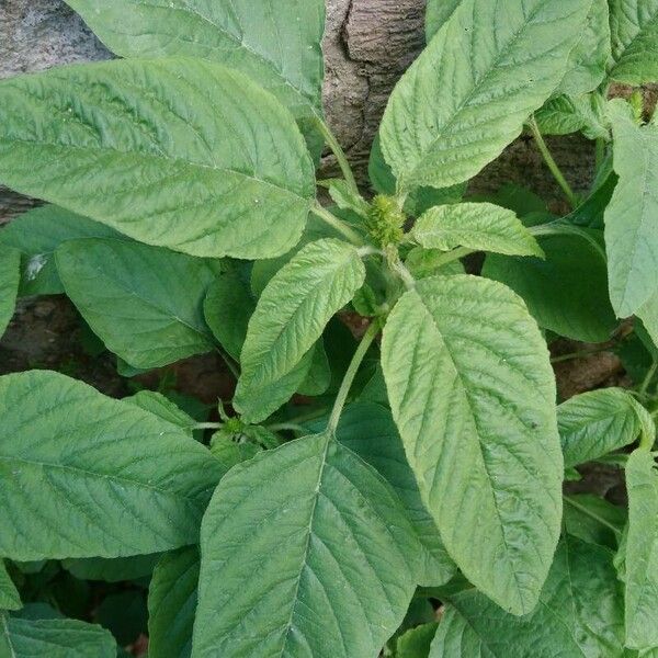 Amaranthus spinosus Φύλλο