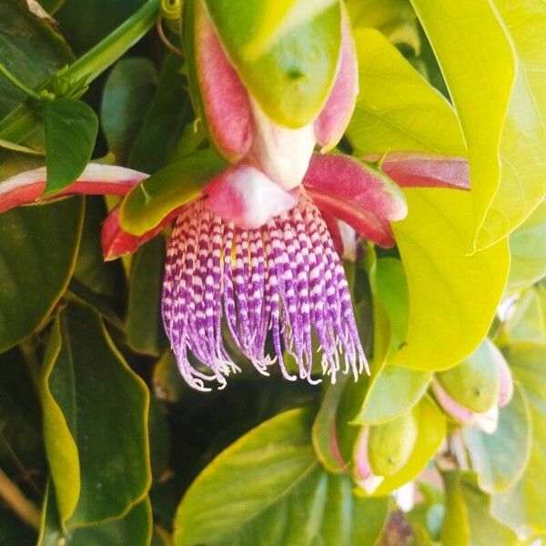 Passiflora quadrangularis Fleur