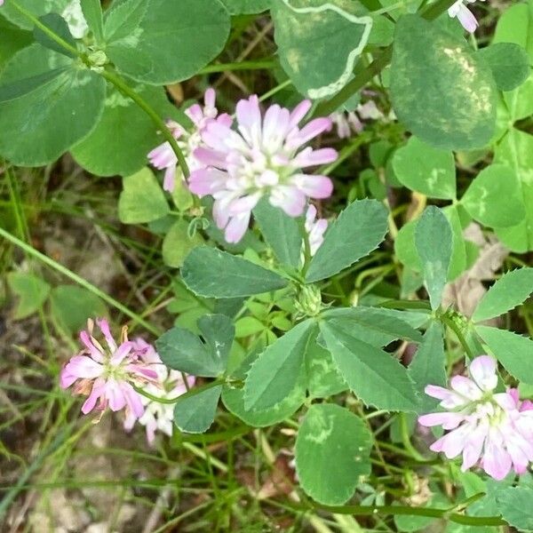 Trifolium resupinatum Квітка
