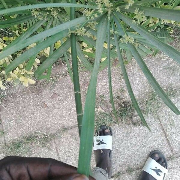 Cyperus tenuis Leaf