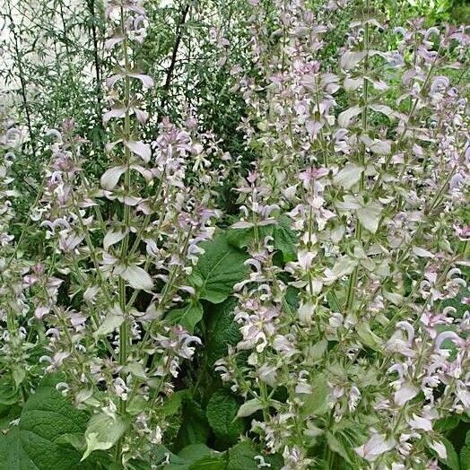 Salvia sclarea Habitat