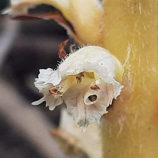 Orobanche caryophyllacea Flower