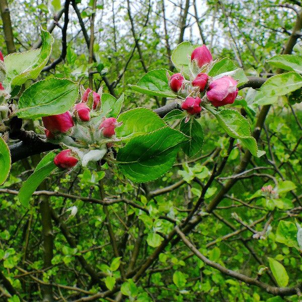 Malus pumila Květ