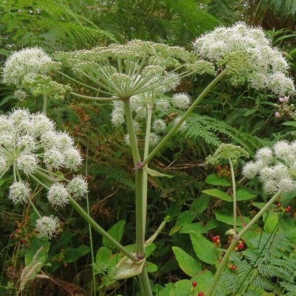 Angelica sylvestris Кветка