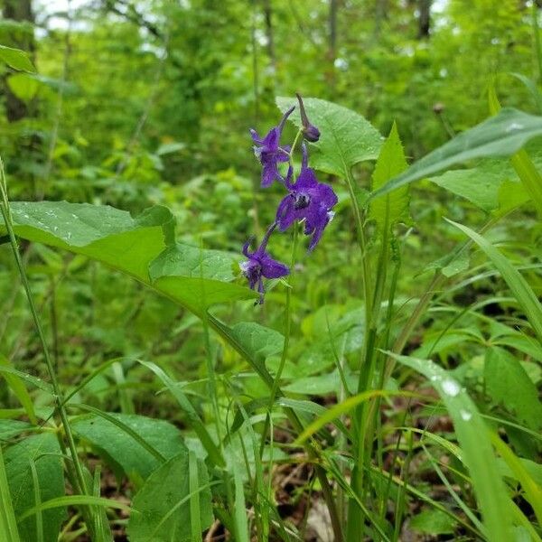 Delphinium tricorne ফুল