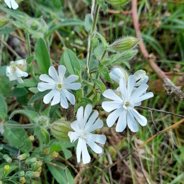 Silene gallica 花