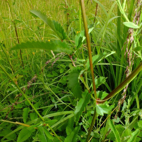 Sanguisorba officinalis Folha