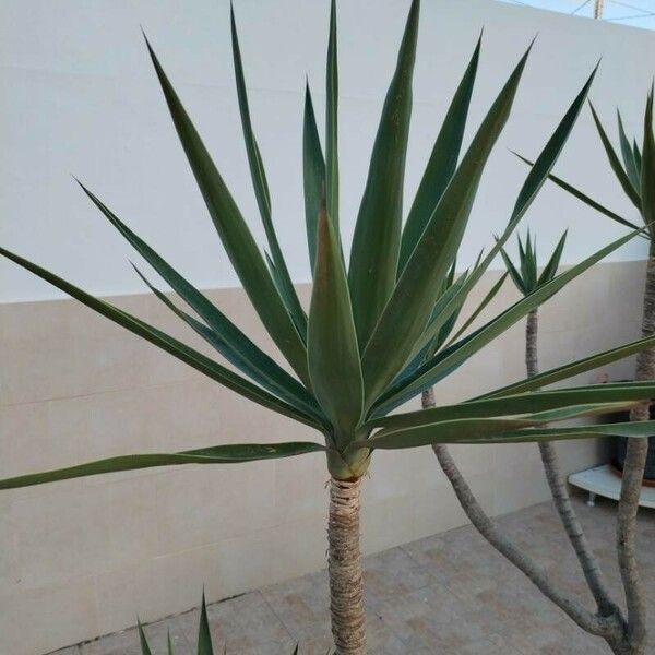 Yucca gigantea Φύλλο