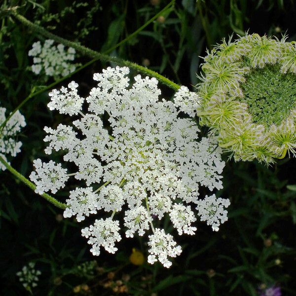 Ammi majus Flower