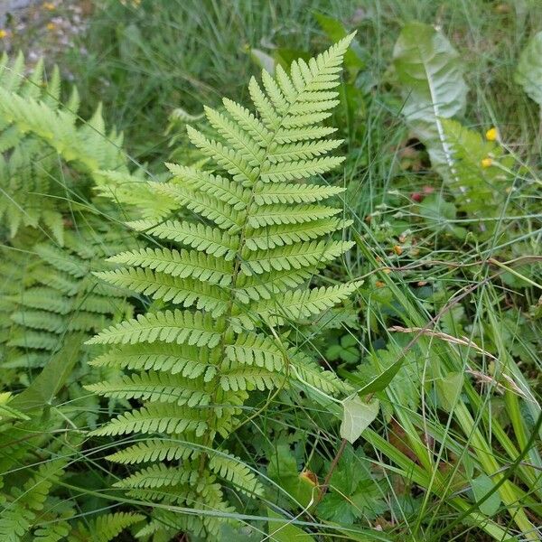 Dryopteris filix-mas Lapas