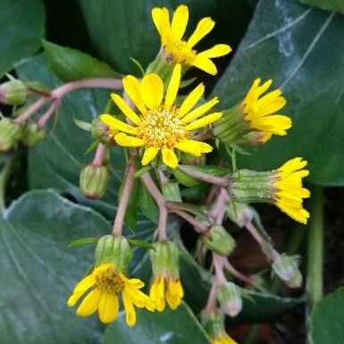 Farfugium japonicum Flower