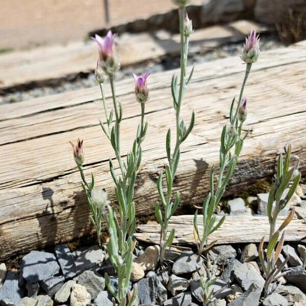 Xeranthemum inapertum Habit