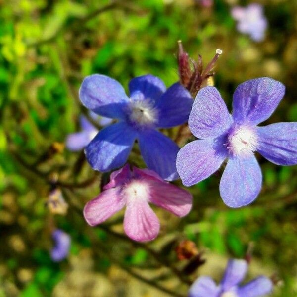 Anchusa azurea Çiçek