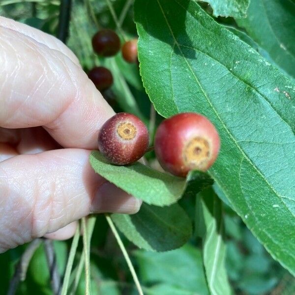 Malus hupehensis Φρούτο