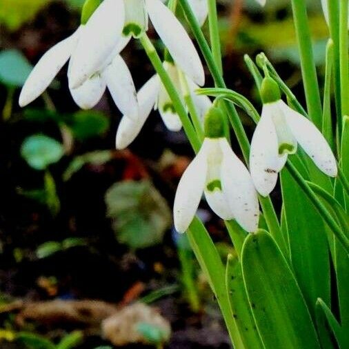 Galanthus elwesii List