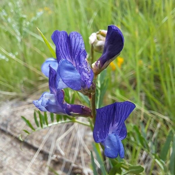 Vicia onobrychioides Blüte