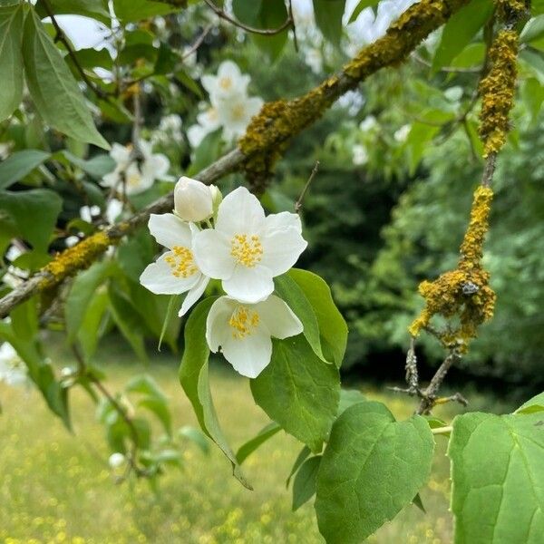 Philadelphus coronarius Flor