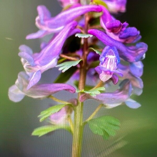 Corydalis solida Blomst