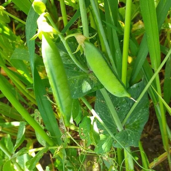 Lathyrus oleraceus ഫലം