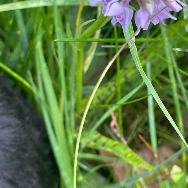 Dactylorhiza maculata Flower