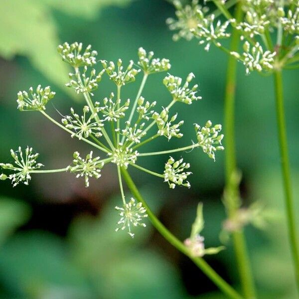 Aegopodium podagraria 葉