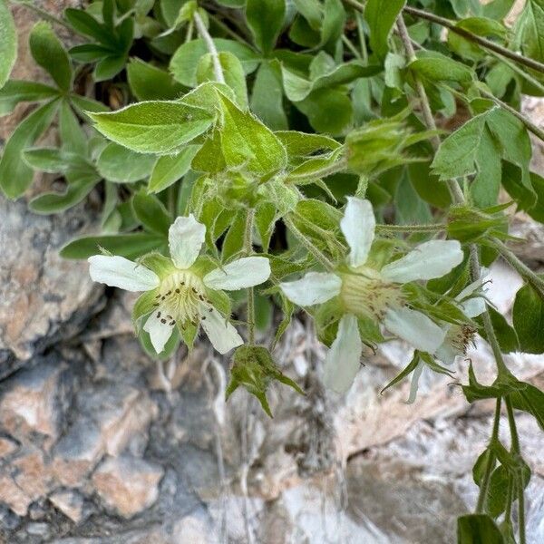 Potentilla caulescens Květ