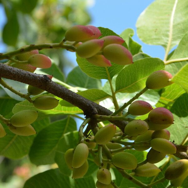 Pistacia vera Flower