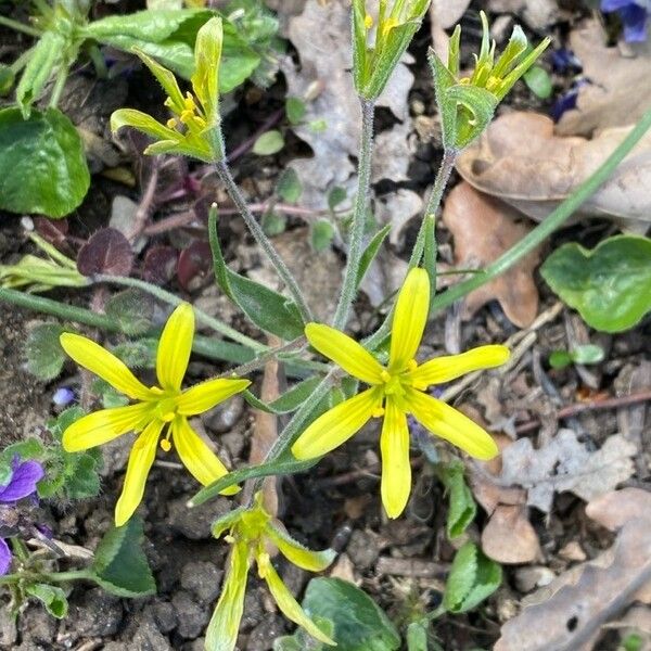 Gagea villosa Flower