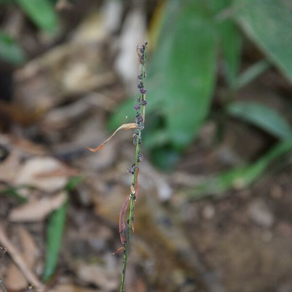 Leptaspis banksii Habit