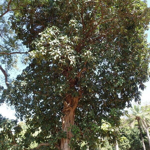 Ficus lutea Habitus
