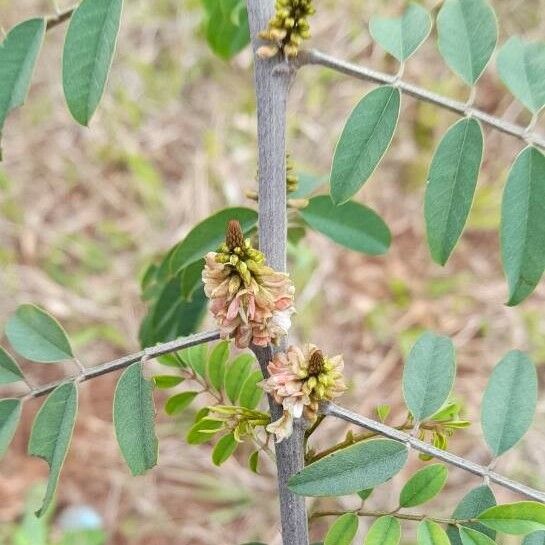 Indigofera suffruticosa Květ