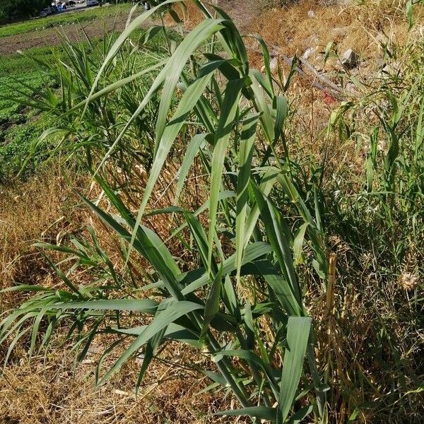 Arundo donax Хабит