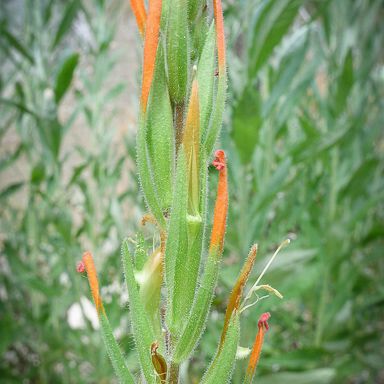 Castilleja minor Кора