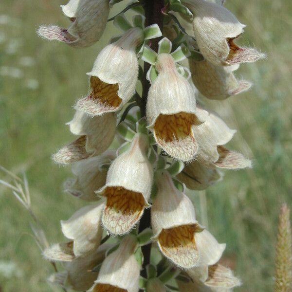 Digitalis ferruginea ফুল