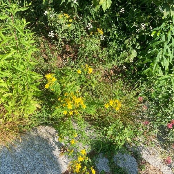 Hypericum perfoliatum 整株植物