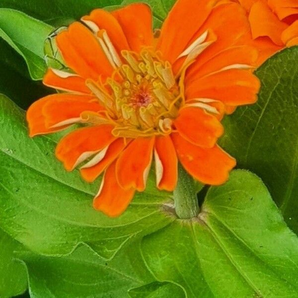 Zinnia elegans Blüte