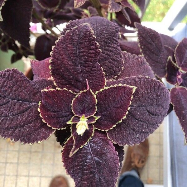 Plectranthus scutellarioides Blatt