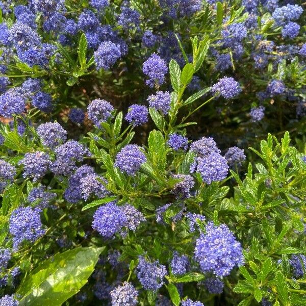 Ceanothus impressus Flors